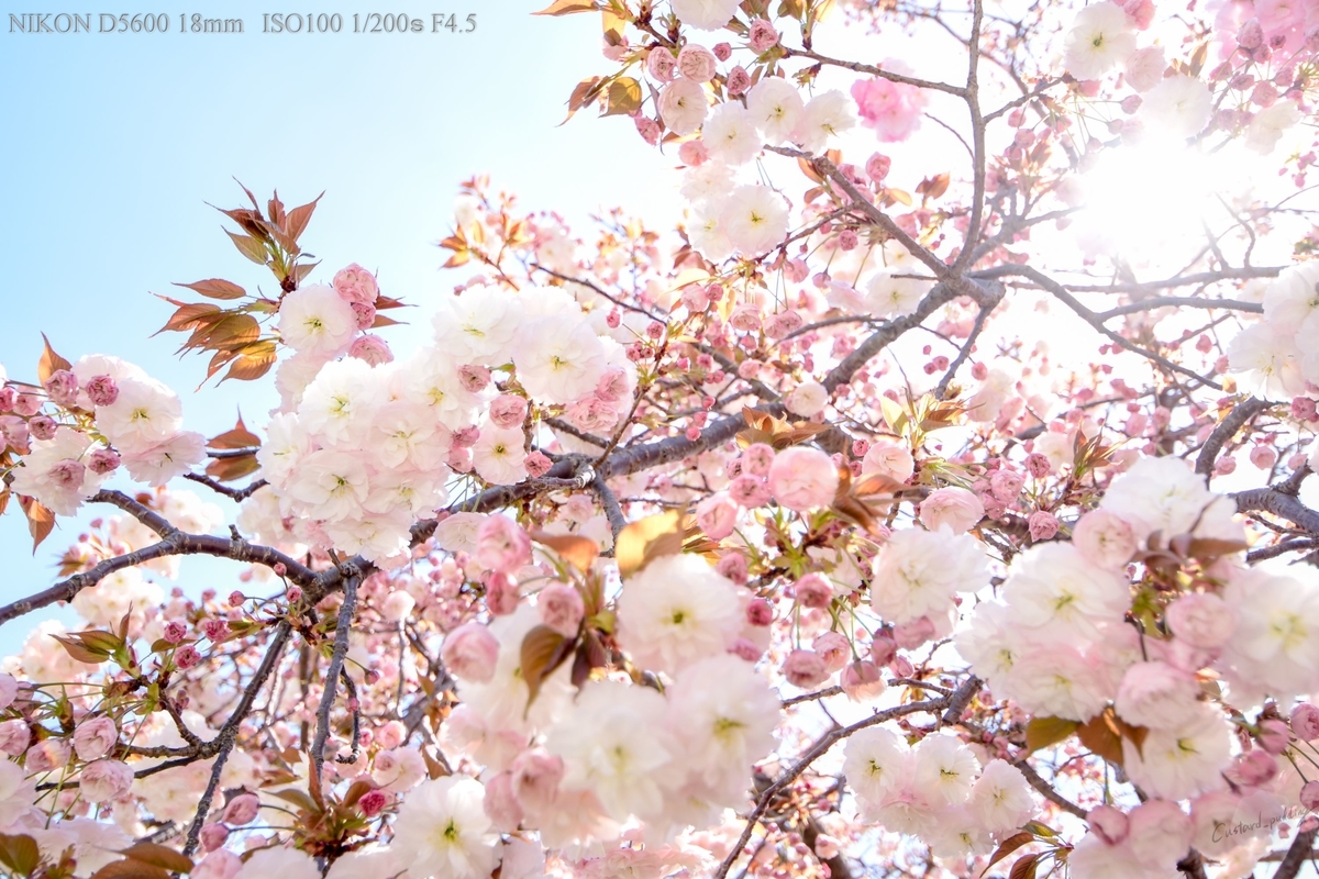 f:id:custard_pudding23:20190413103033j:plain