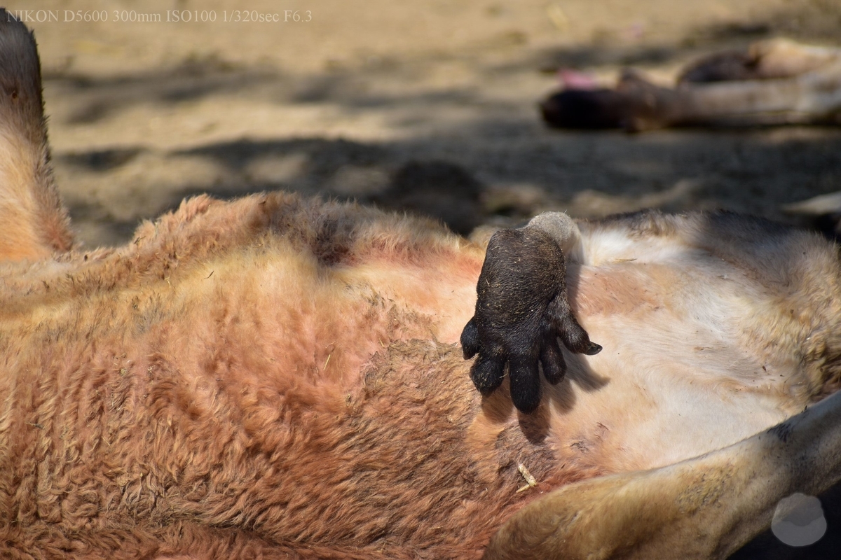 f:id:custard_pudding23:20190505152355j:plain f:id:custard_pudding23:20190505152355j:plain