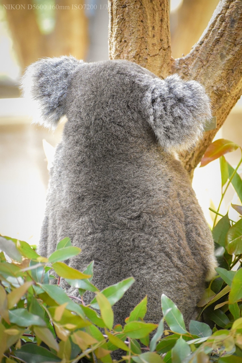 f:id:custard_pudding23:20190505162626j:plain f:id:custard_pudding23:20190505162626j:plain