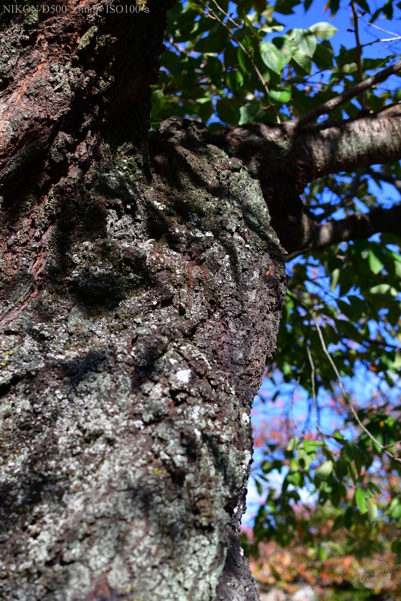 f:id:custard_pudding23:20191104145904j:plain f:id:custard_pudding23:20191104145904j:plain