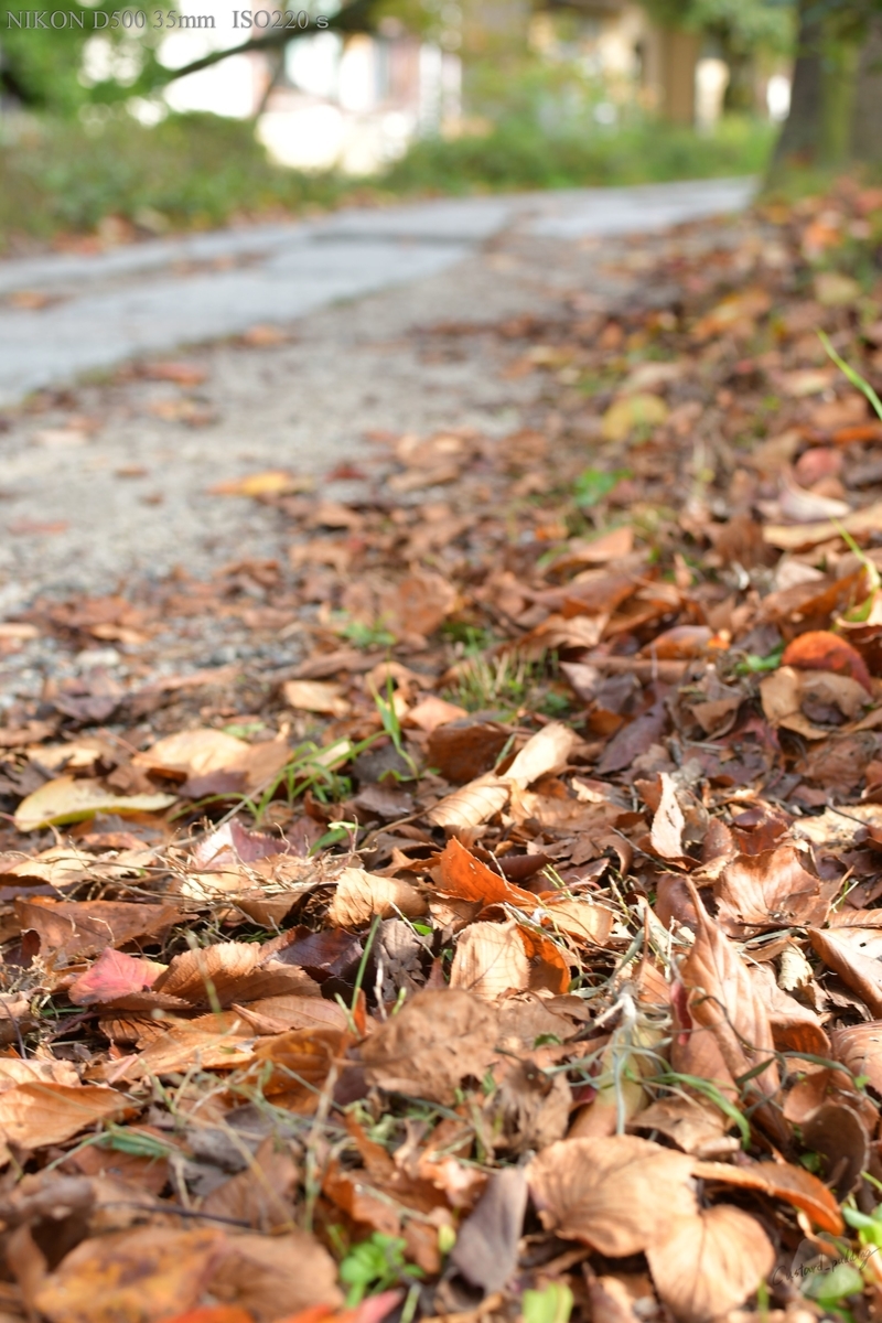 f:id:custard_pudding23:20191104150338j:plain f:id:custard_pudding23:20191104150338j:plain