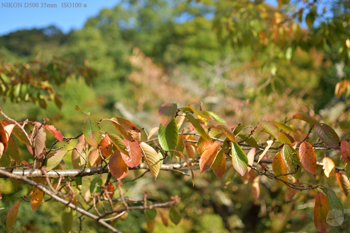 f:id:custard_pudding23:20191104150857j:plain f:id:custard_pudding23:20191104150857j:plain