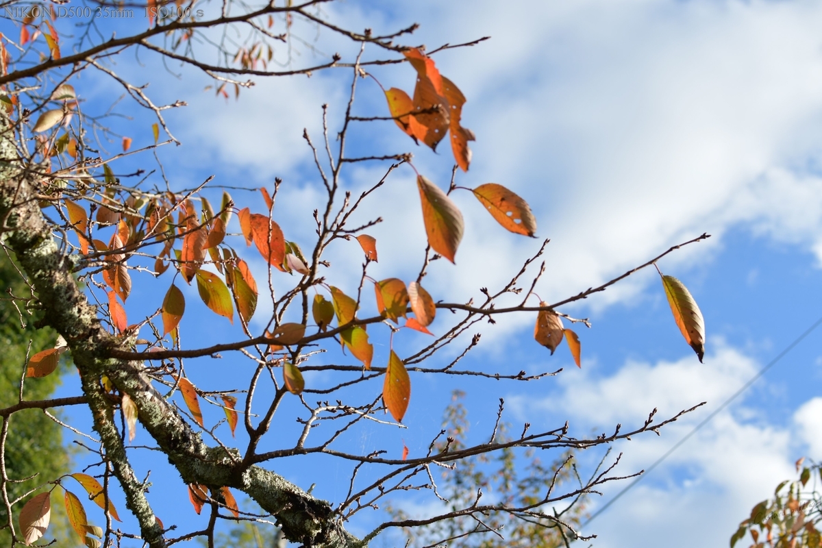 f:id:custard_pudding23:20191104151013j:plain f:id:custard_pudding23:20191104151013j:plain