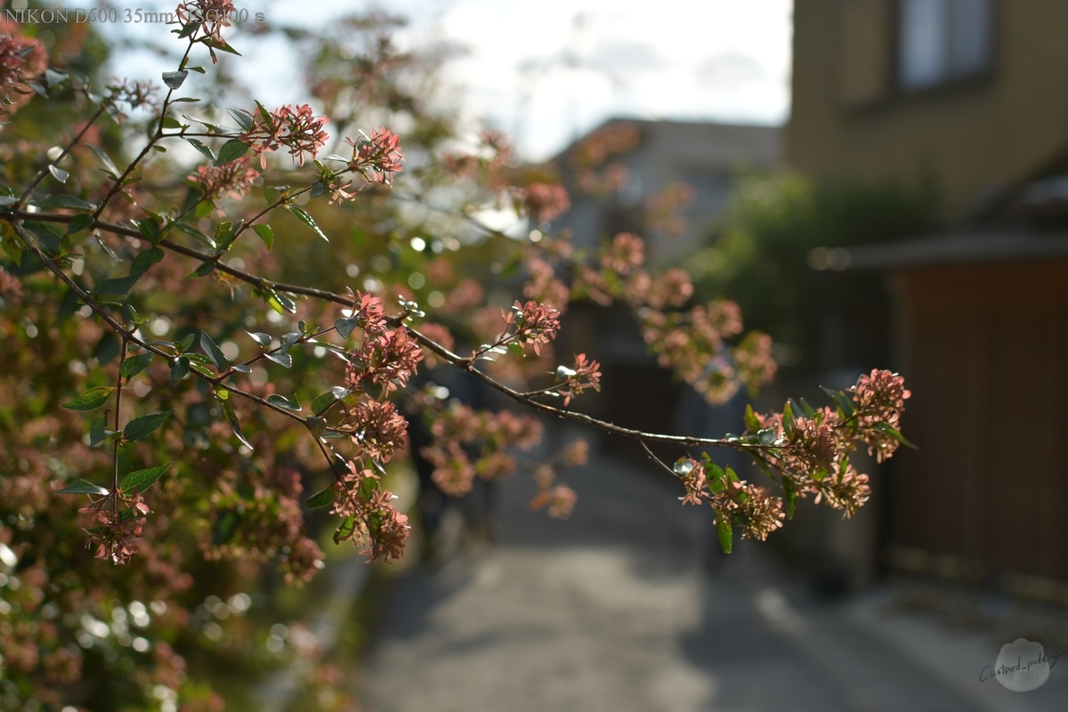 f:id:custard_pudding23:20191104151623j:plain f:id:custard_pudding23:20191104151623j:plain