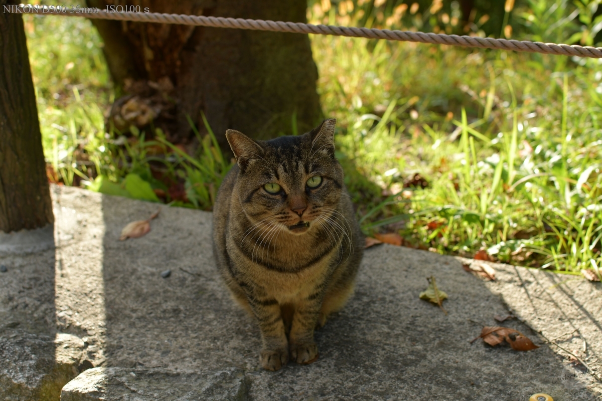 f:id:custard_pudding23:20191104152313j:plain f:id:custard_pudding23:20191104152313j:plain