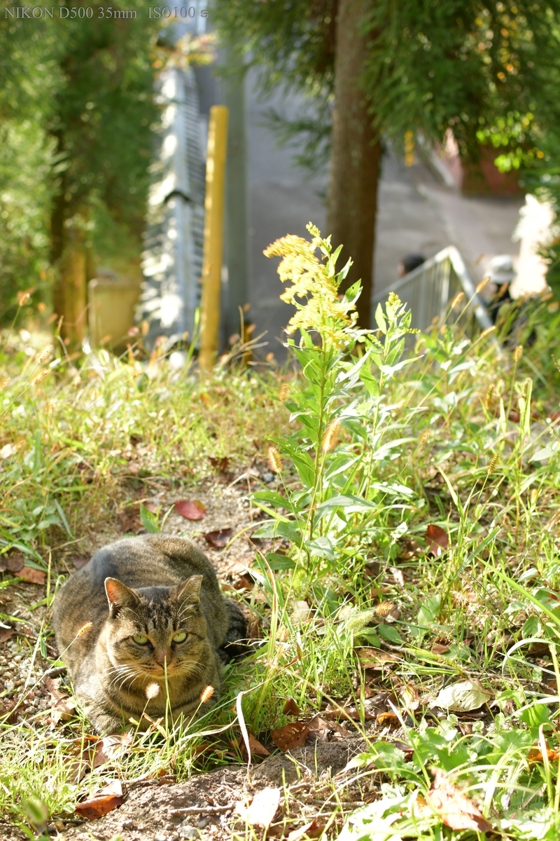 f:id:custard_pudding23:20191104152433j:plain f:id:custard_pudding23:20191104152433j:plain