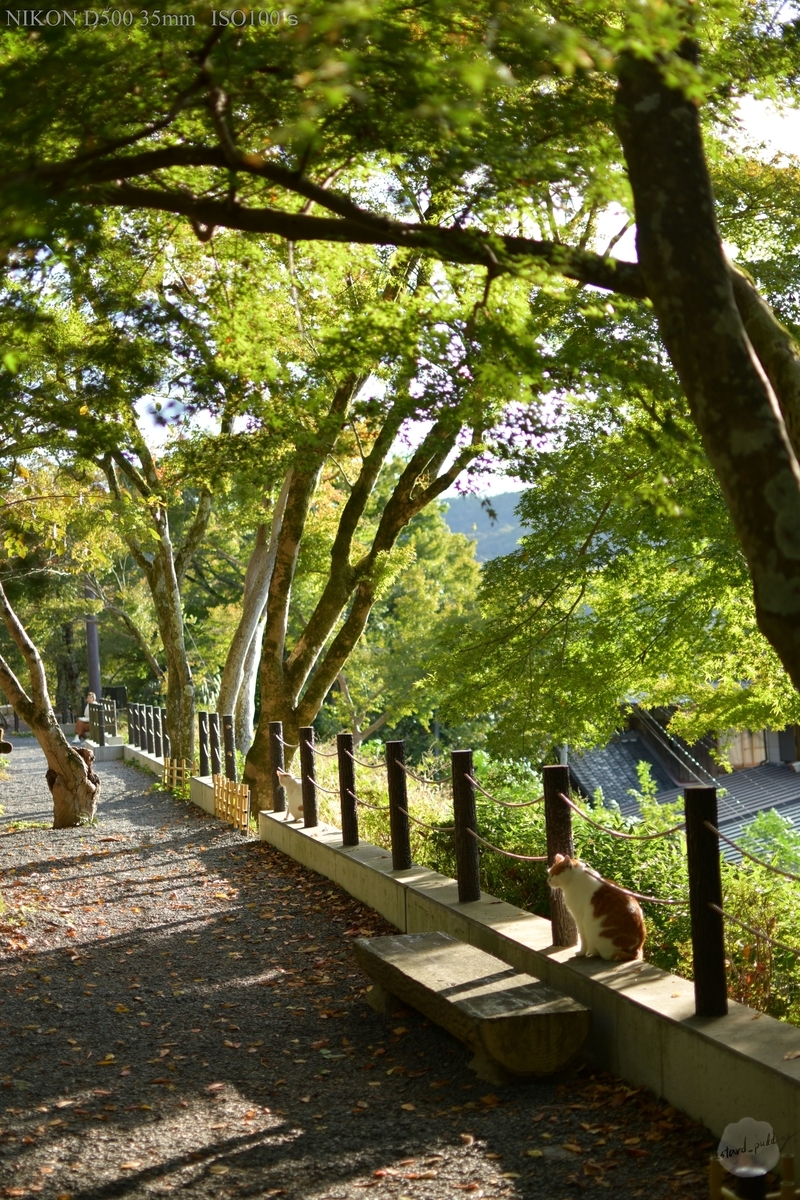 f:id:custard_pudding23:20191104152644j:plain f:id:custard_pudding23:20191104152644j:plain