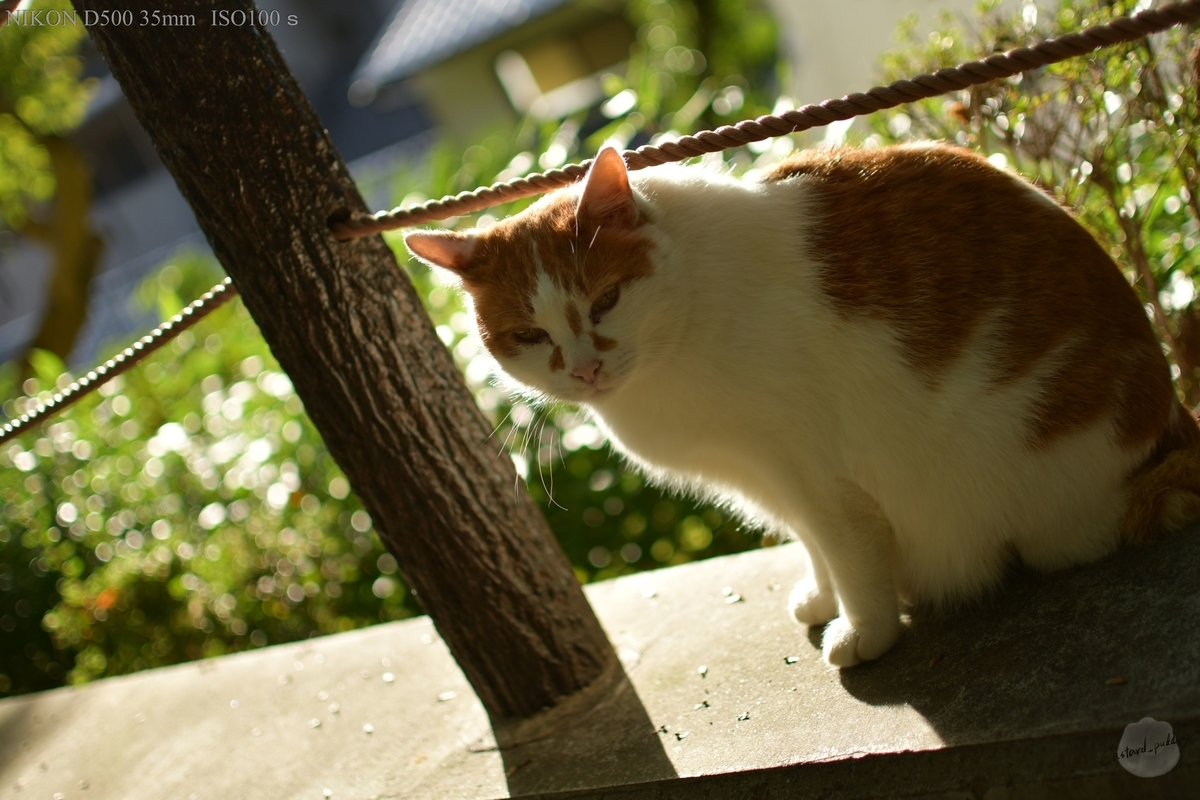 f:id:custard_pudding23:20191104152726j:plain f:id:custard_pudding23:20191104152726j:plain