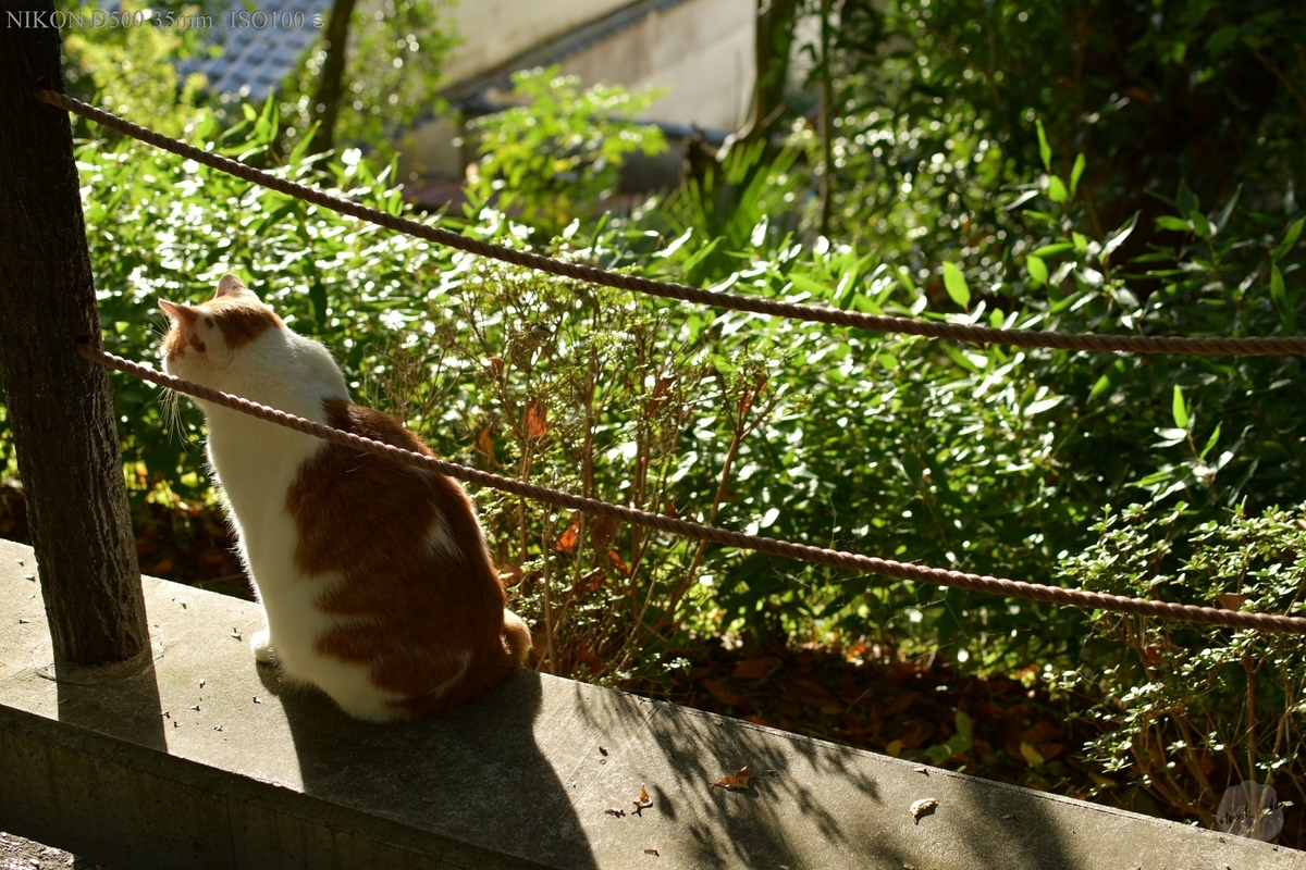 f:id:custard_pudding23:20191104152857j:plain f:id:custard_pudding23:20191104152857j:plain