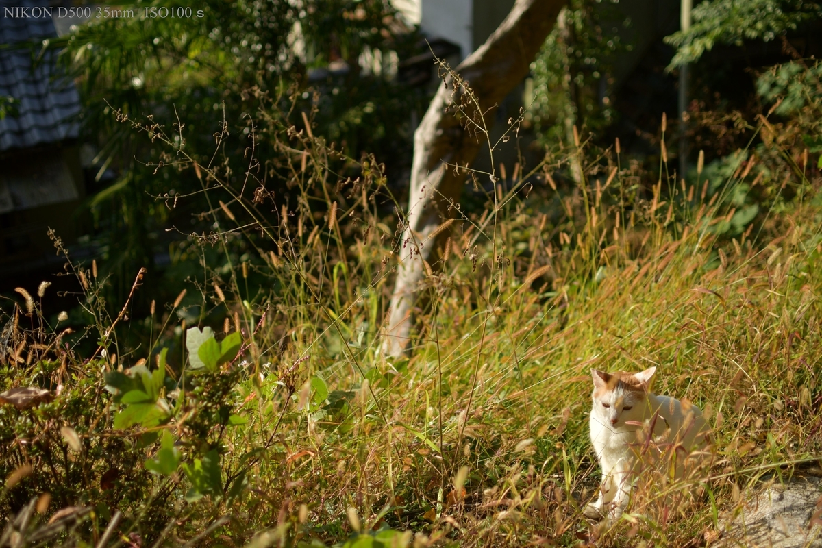 f:id:custard_pudding23:20191104153137j:plain f:id:custard_pudding23:20191104153137j:plain