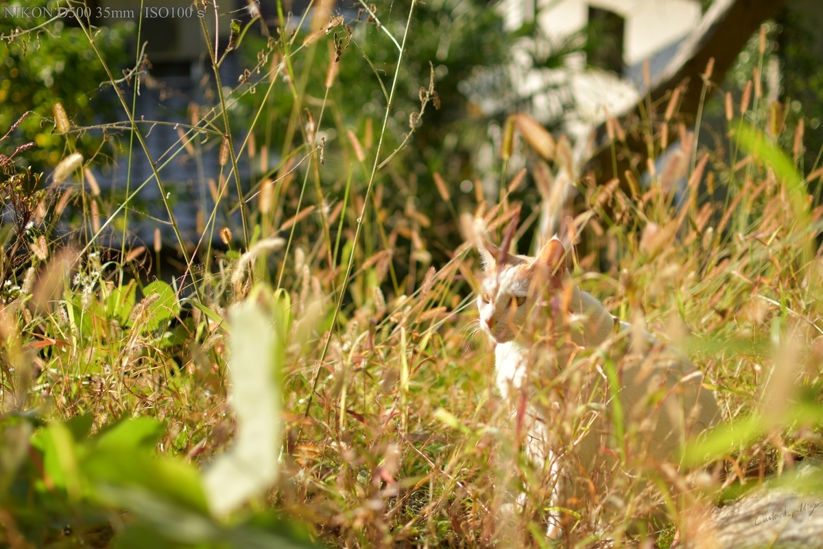 f:id:custard_pudding23:20191104153557j:plain f:id:custard_pudding23:20191104153557j:plain