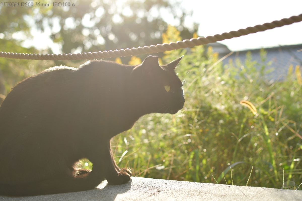 f:id:custard_pudding23:20191104153957j:plain f:id:custard_pudding23:20191104153957j:plain