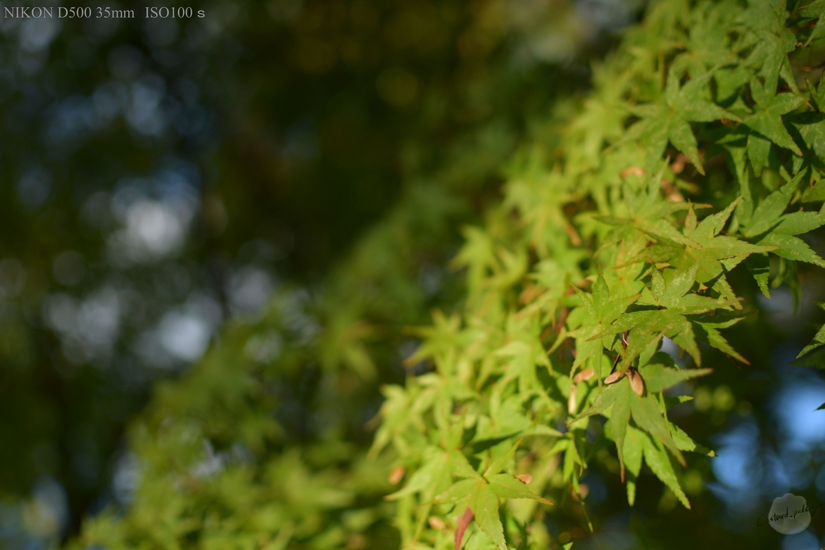 f:id:custard_pudding23:20191104155248j:plain f:id:custard_pudding23:20191104155248j:plain