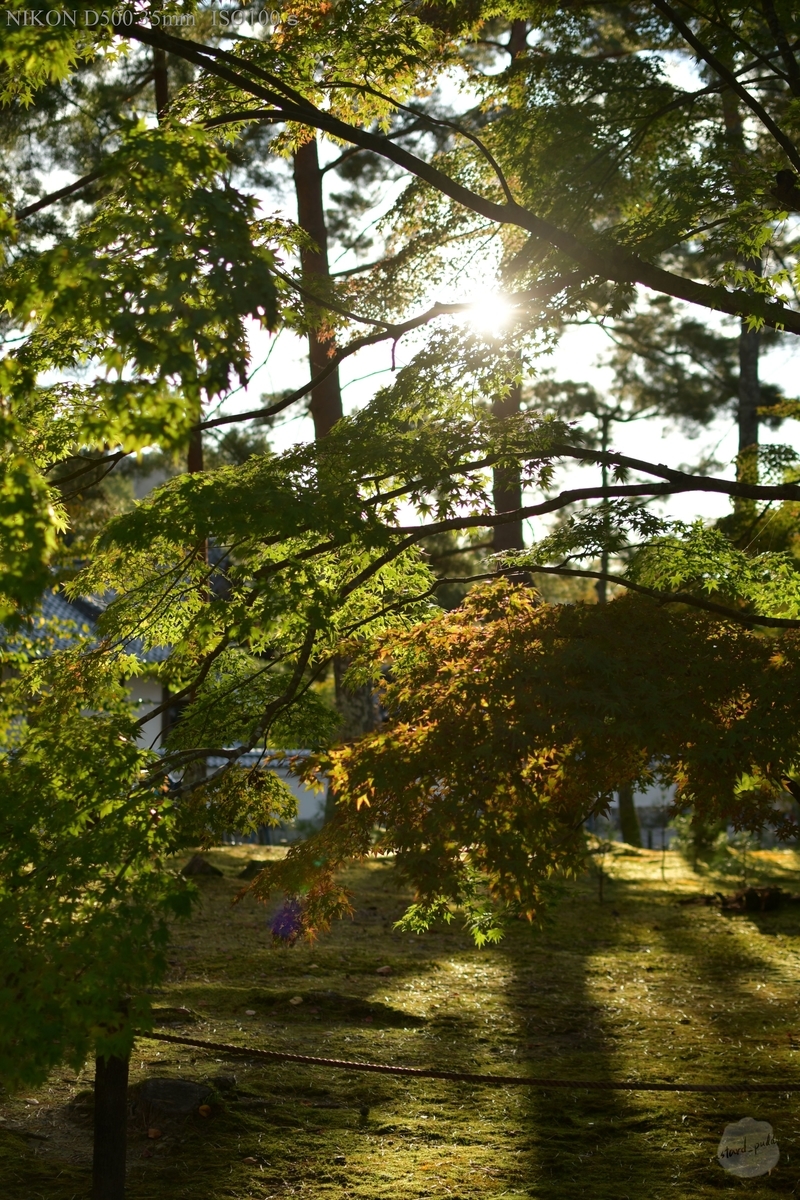 f:id:custard_pudding23:20191104155313j:plain f:id:custard_pudding23:20191104155313j:plain