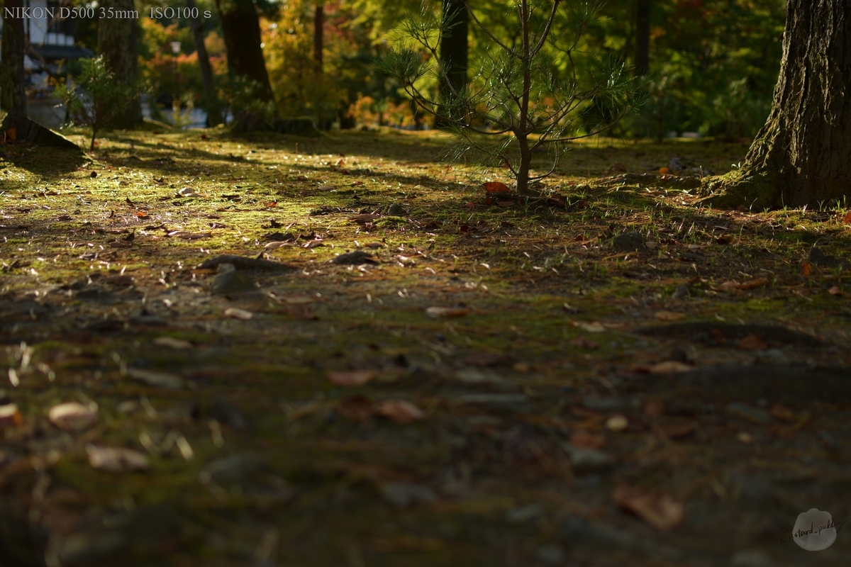 f:id:custard_pudding23:20191104155337j:plain f:id:custard_pudding23:20191104155337j:plain