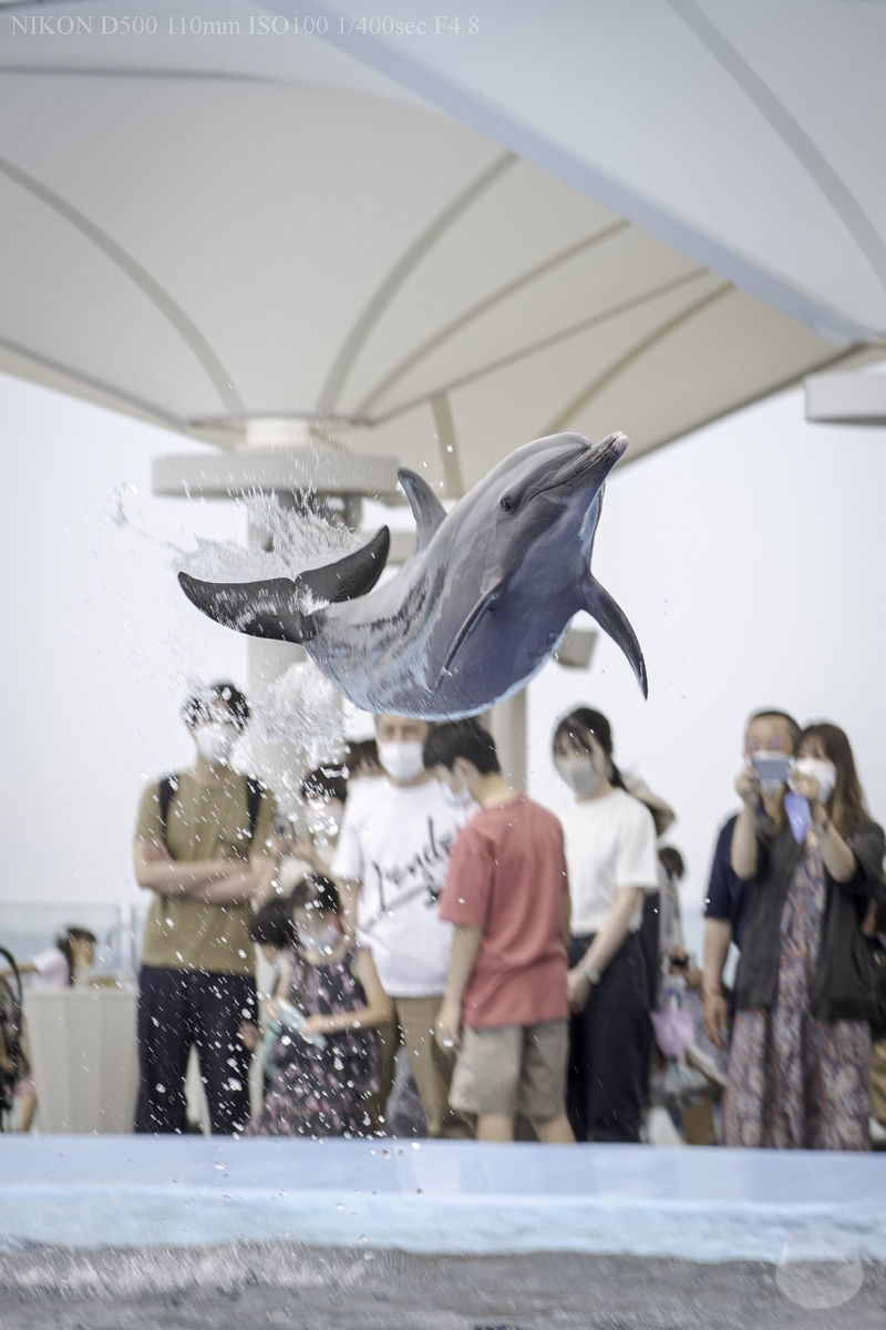 f:id:custard_pudding23:20200621124959j:plain f:id:custard_pudding23:20200621124959j:plain