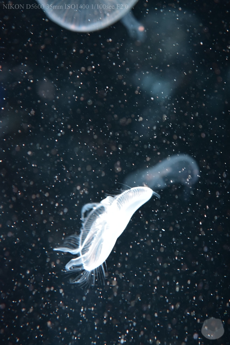 f:id:custard_pudding23:20200810153510j:plain