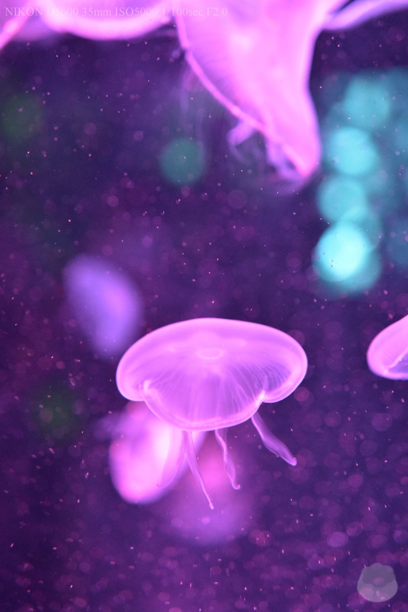 f:id:custard_pudding23:20200810153517j:plain