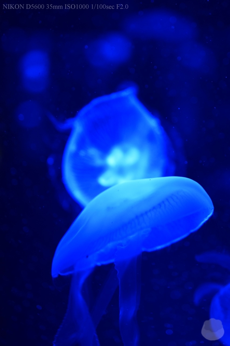 f:id:custard_pudding23:20200810153552j:plain