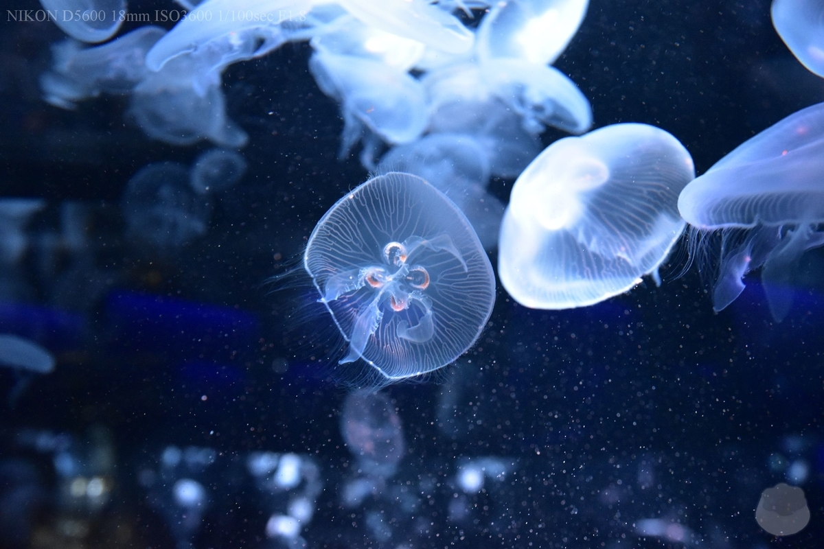 f:id:custard_pudding23:20200810153621j:plain