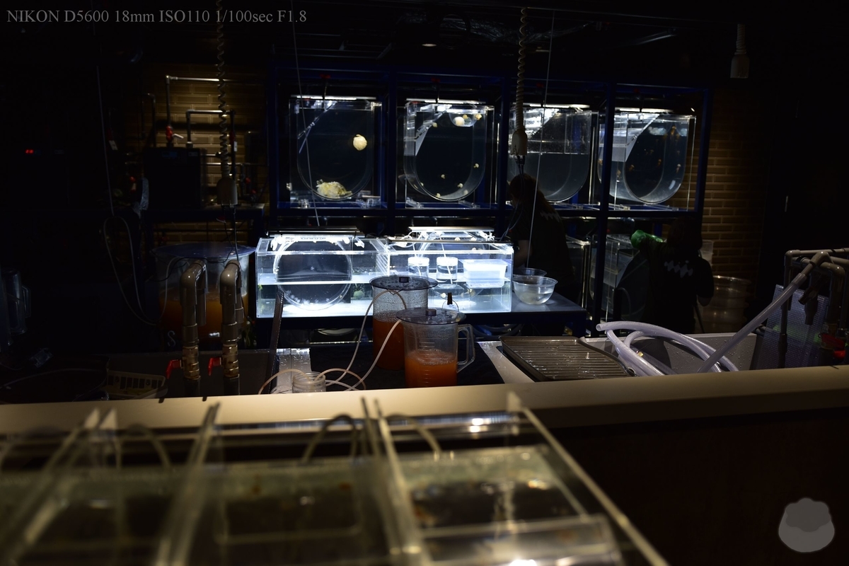 f:id:custard_pudding23:20200810153833j:plain