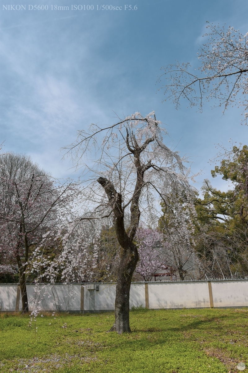 f:id:custard_pudding23:20210327134427j:plain