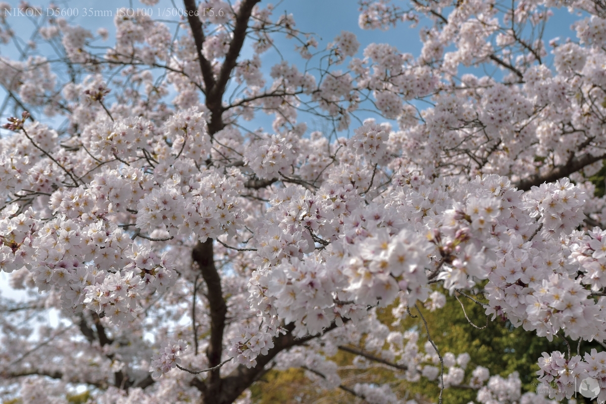 f:id:custard_pudding23:20210327143928j:plain