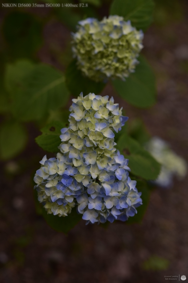 f:id:custard_pudding23:20210613153402j:plain