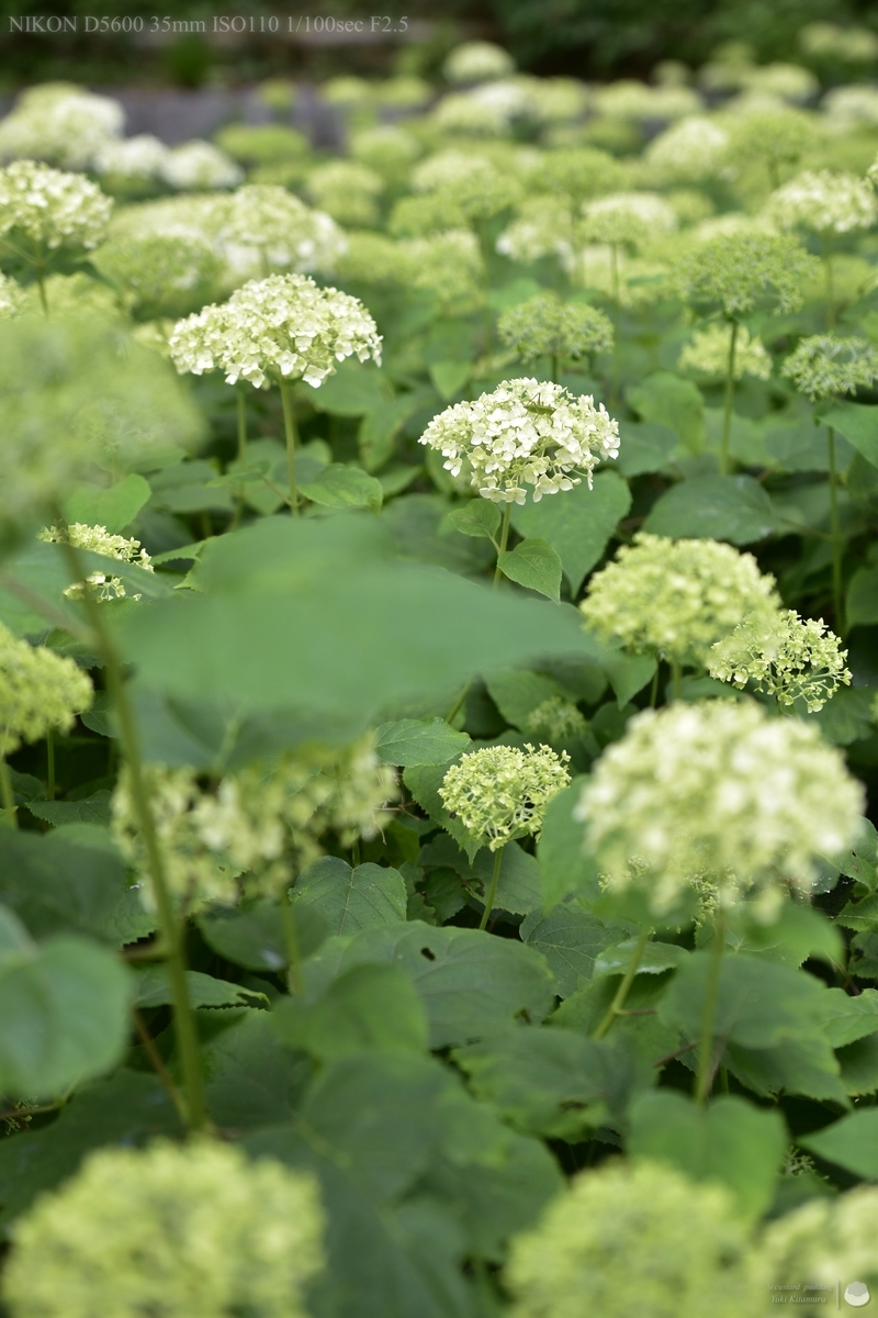 f:id:custard_pudding23:20210613160118j:plain