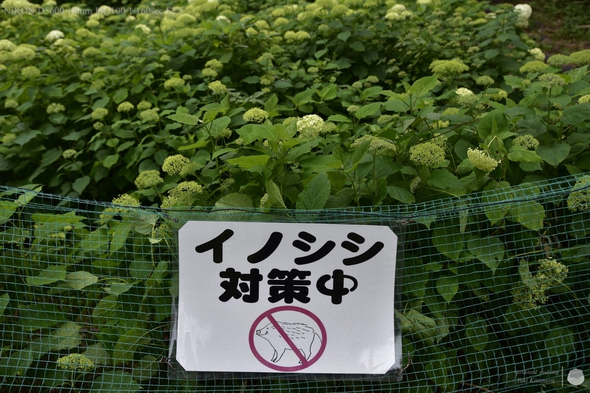 f:id:custard_pudding23:20210613160213j:plain