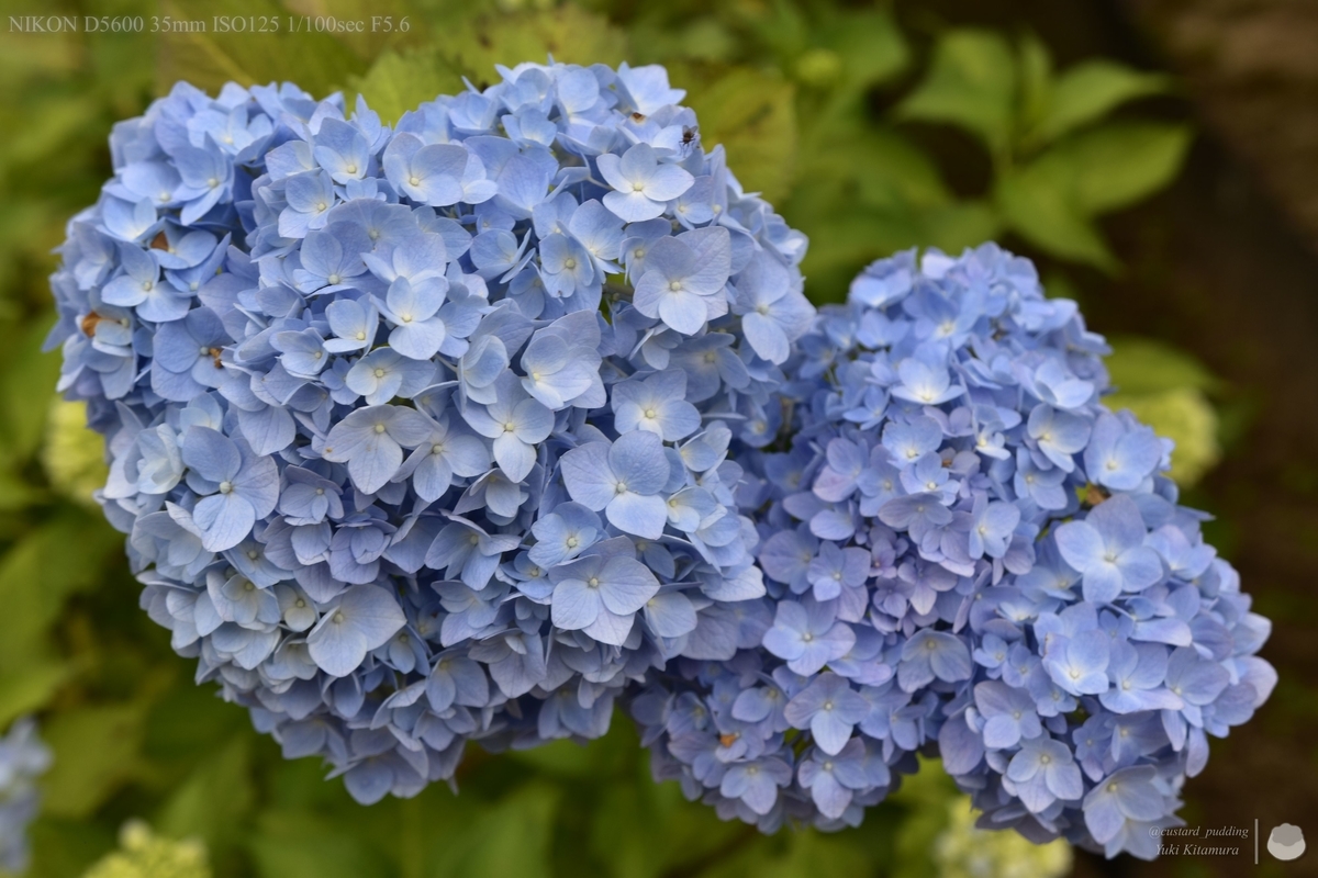 f:id:custard_pudding23:20210613160756j:plain