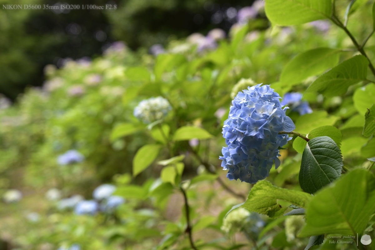 f:id:custard_pudding23:20210613162642j:plain