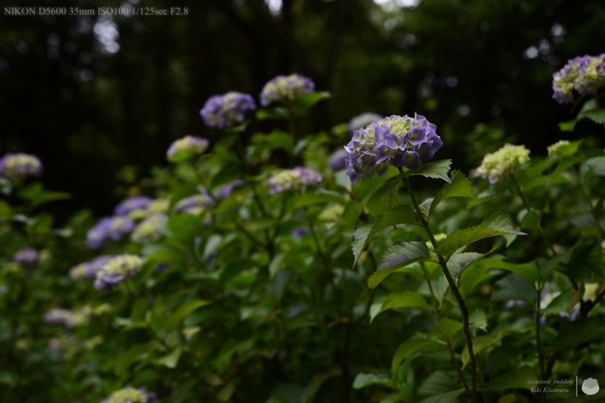 f:id:custard_pudding23:20210613162733j:plain