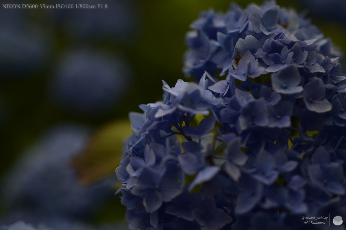f:id:custard_pudding23:20210613163243j:plain