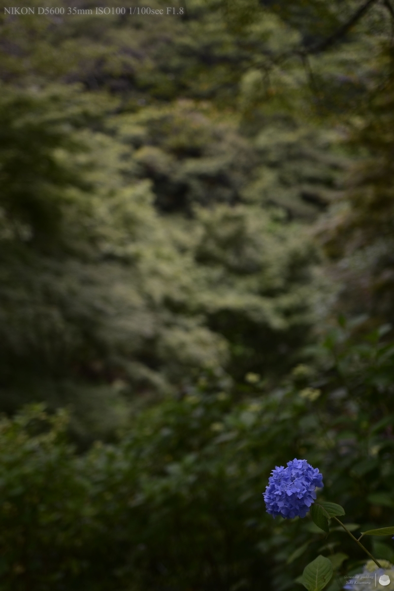 f:id:custard_pudding23:20210613171129j:plain