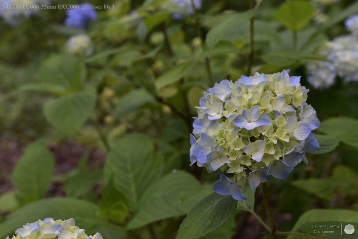 f:id:custard_pudding23:20210613171402j:plain