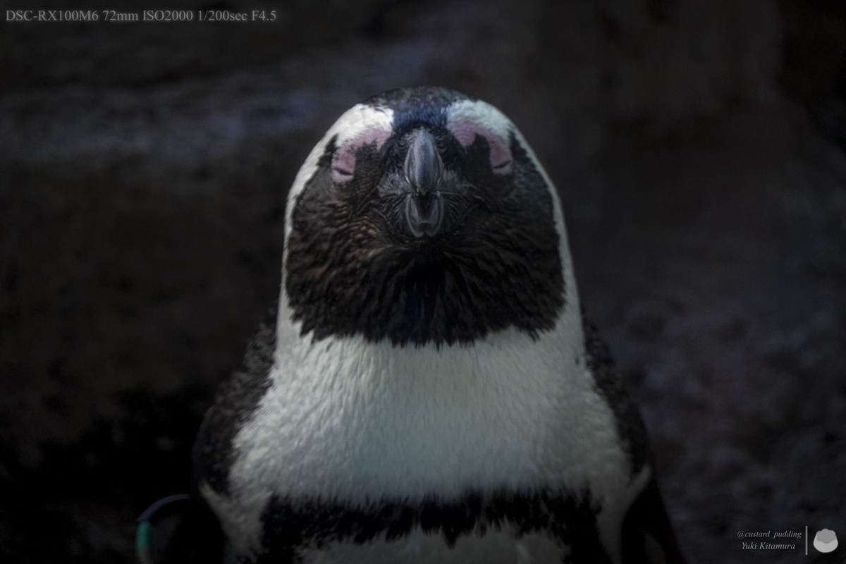 f:id:custard_pudding23:20210722150233j:plain