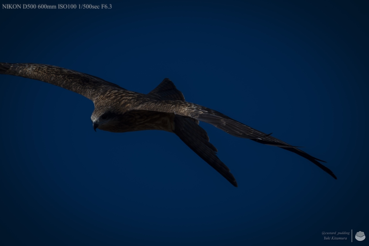 f:id:custard_pudding23:20211128110313j:plain