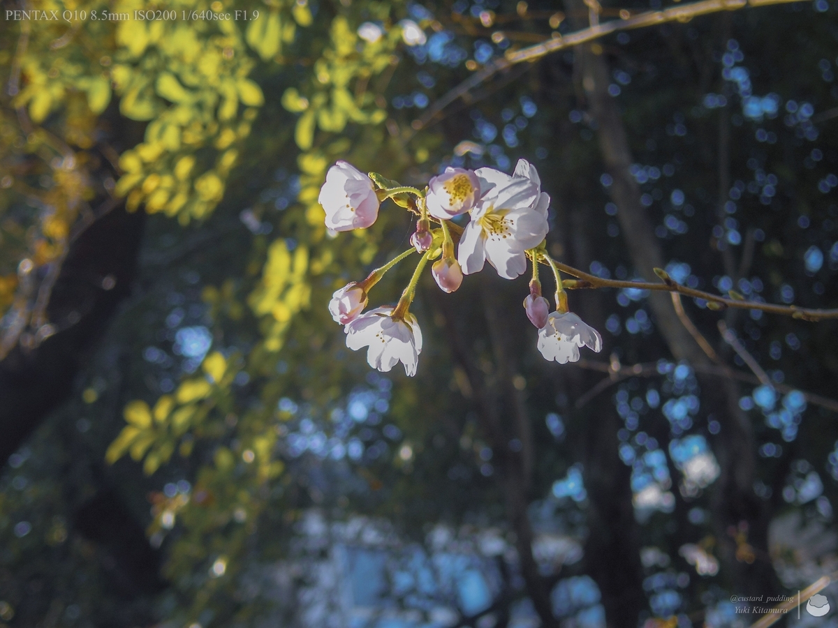 f:id:custard_pudding23:20220327162538j:plain