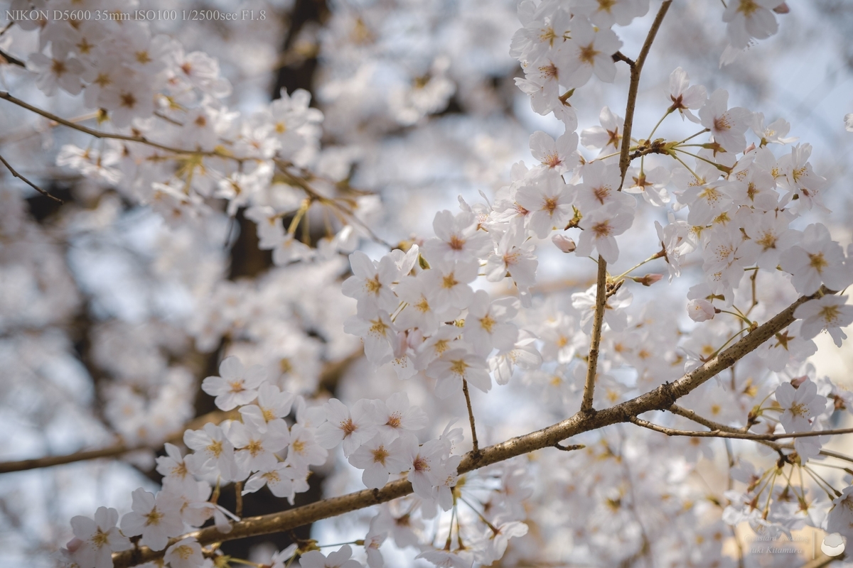 f:id:custard_pudding23:20220402141432j:plain