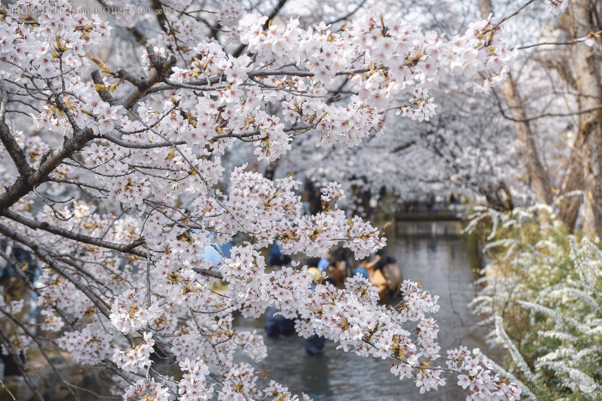 f:id:custard_pudding23:20220402141754j:plain