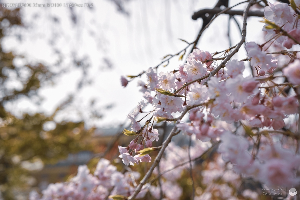 f:id:custard_pudding23:20220402143723j:plain