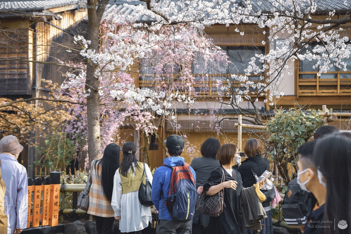 f:id:custard_pudding23:20220402150711j:plain