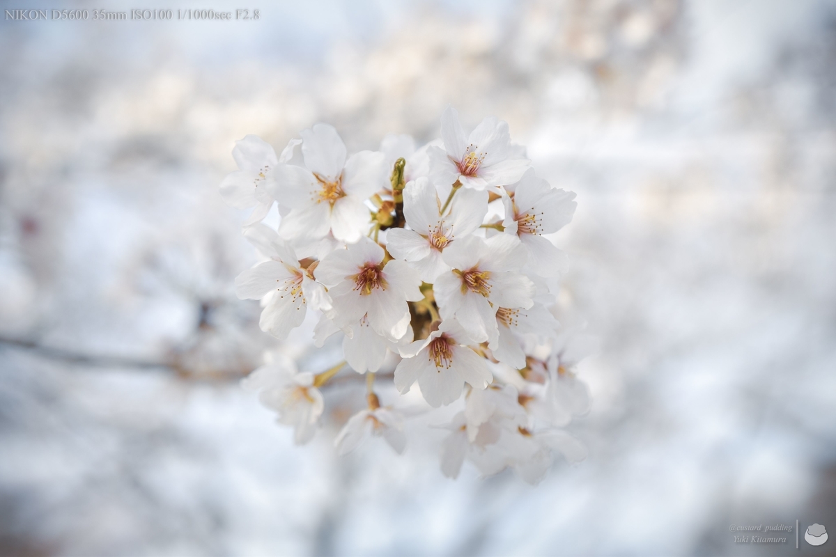 f:id:custard_pudding23:20220402154935j:plain