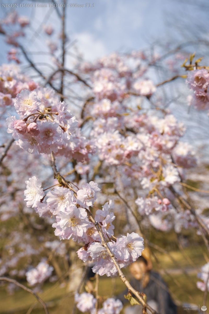 f:id:custard_pudding23:20220402160007j:plain