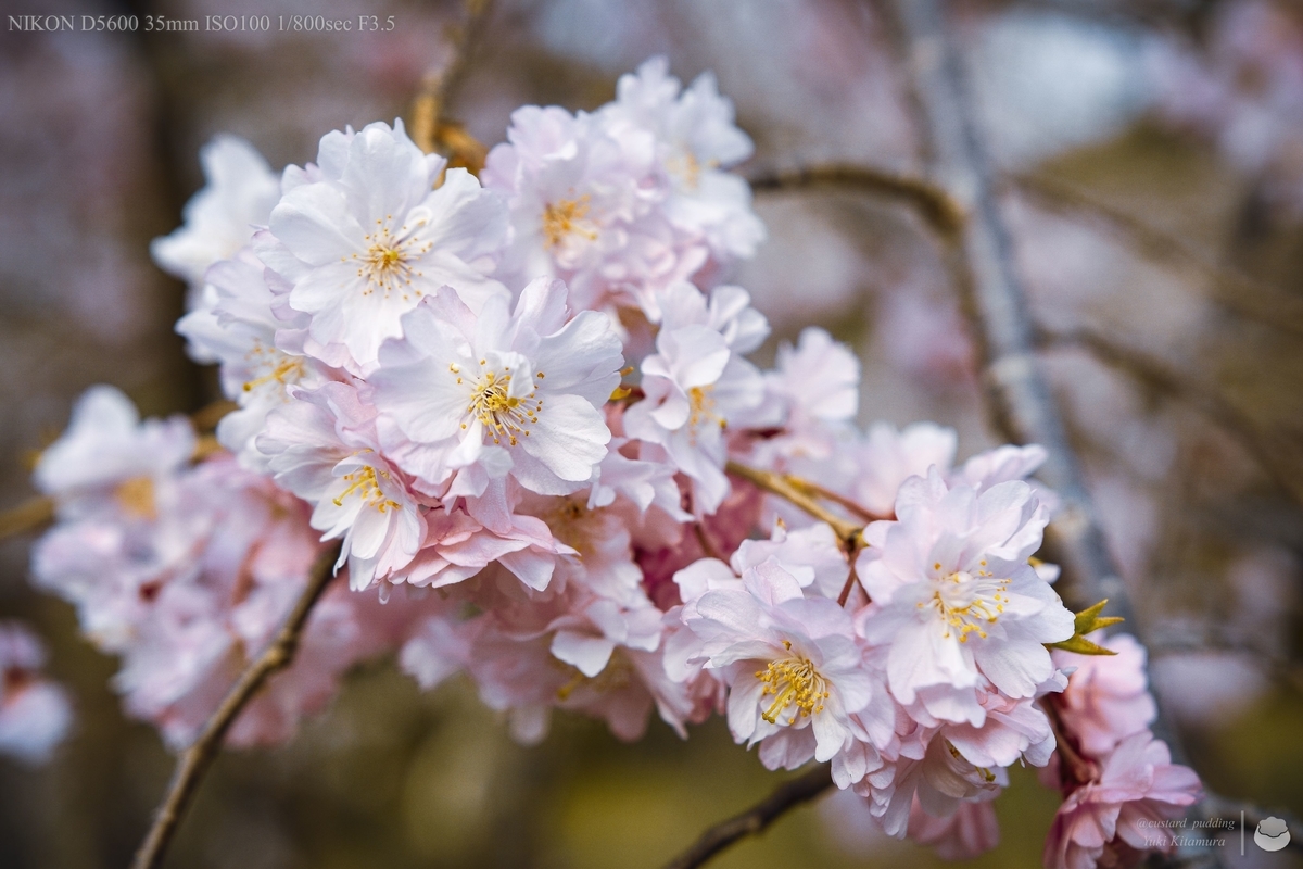 f:id:custard_pudding23:20220402160043j:plain