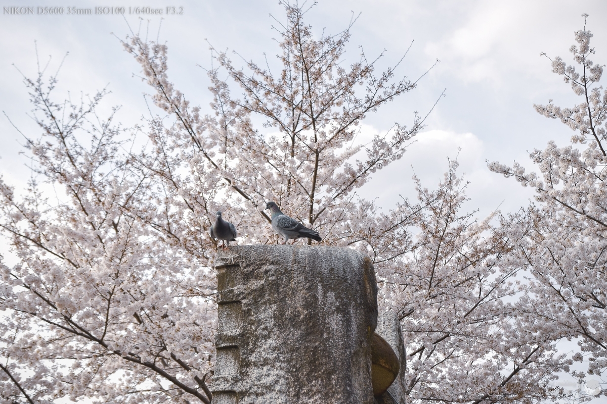 f:id:custard_pudding23:20220402161314j:plain