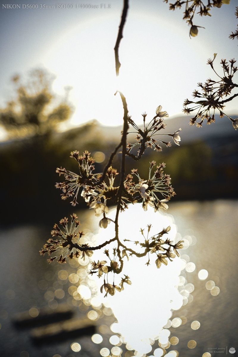 f:id:custard_pudding23:20220409171147j:plain