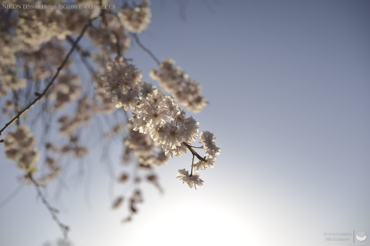 f:id:custard_pudding23:20220409171441j:plain