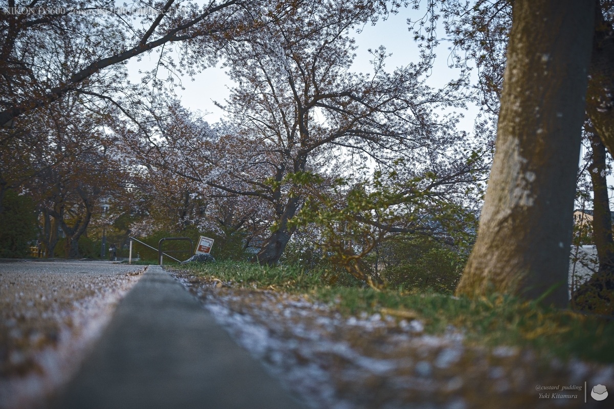 f:id:custard_pudding23:20220409175024j:plain